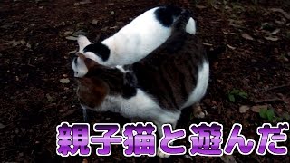 【野良猫】親子猫と遊んだ