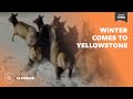 Winter Comes To Yellowstone | Mutual of Omaha's Wild Kingdom