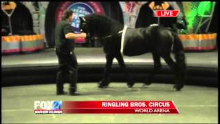 News reporter runs away with circus - 8Hr