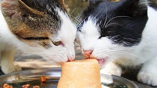 Japanese stray cat kittens and mother cats