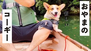 【おやまのコーギー corgi 犬】夏のおやまでボート遊びと泳ぎの特訓！