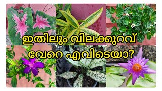 ചെടികൾ വൻ വിലക്കുറവിൽ 10 രൂപ മുതൽ!! low cost plants online sale 🌿🌿🌿 !!!