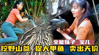 美女寶兒荒野捕捉極品甲魚，發現甲魚窩，直接搞了一大堆，山上挖掘野山參，賣出天價，還有美味的水果！