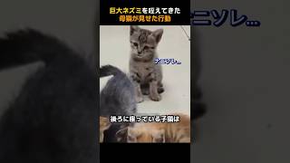 巨大ネズミを咥えてきた母猫が見せた行動