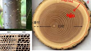 10601高一基礎生物2 1 12雙子葉植物木本莖的橫切面結構 2一公