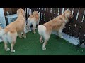 急な寒さも愛犬は朝から元気にお散歩です【ゴールデンレトリバー】