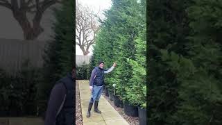 Very Large Leylandii Trees for Screening