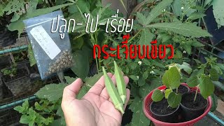 ปลูก-ไป-เรื่อย EP.5 : กระเจี๊ยบเขียว 🌱🌱