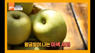 황금사과가 떴다!! 시나노골드! 입안 가득 신선함이!! (2020.10.12/울산MBC/'울트라' 방송)