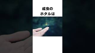 【雑学】昆虫に関する雑学#shorts