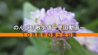 のんびり散歩道～里山動画～　１０月前半の東ヶ丘公園