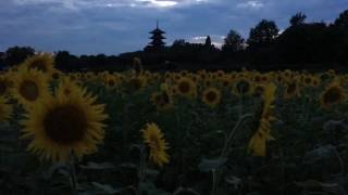 備中国分寺 ひまわり 夕暮れ時 2017.07.03