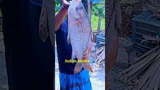 আমার পুকুরের কাতলা মাছ 🐟 #sufian #media #fishing #fish