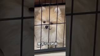 生後3ヶ月ポメラニアンの寝落ち10秒前　#ポメラニアン #子犬