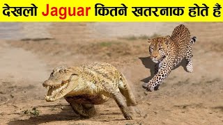 जैगुआर है ये, इससे अच्छो अच्छो की फटती हैreal power of  JAGUAR,lion animals,how much power of jaguar