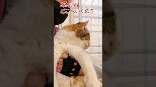 連行されるココちゃん #shorts  #cat #野良猫