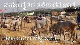 Talakayalebetta cattle fair - Real farmers Hallikar fair