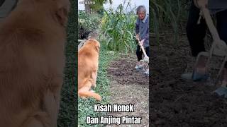 Kisah Nenek dan Anjing Pintar ❗🥹 #shorts