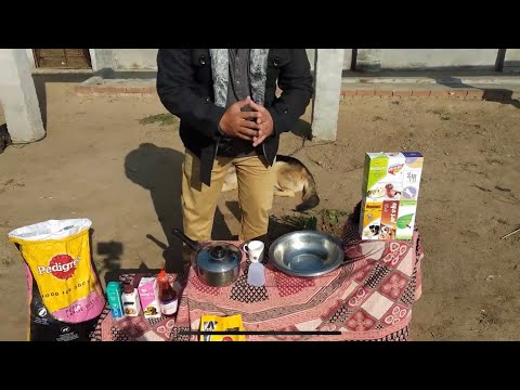 Pet Care - Pregnant female Dog Diet - Bhola Shola Pet Care - Pregnant female Dog Diet - Bhola Shola