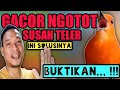 SOLUSI ANIS MERAH GACOR NGOTOT TAPI SUSAH TELER, BUKTIKAN!!!!