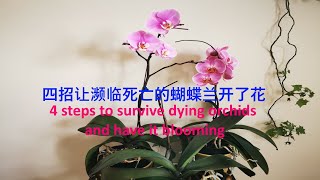 如何让蝴蝶兰开花-四招让濒临死亡的蝴蝶兰开了花-4 steps to revive dying orchids and have it blooming (Orchid Care) (2021)