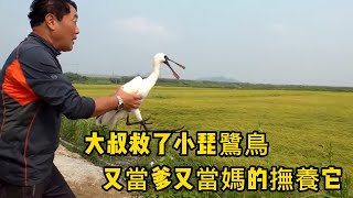 野生黑臉琵鷺鳥被大叔救助，長大後變成了小跟屁蟲，最後放歸自然