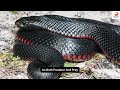 red bellied black snake stealthy beauty the beast world