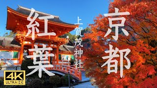 【幻想的な画が撮れました】2021 紅葉 京都 上賀茂神社 賀茂別雷神社