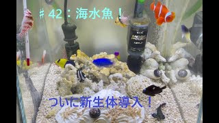 #42：海水魚！ついに新生体導入！