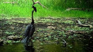 Everglades Species Spotlight: The Anhinga