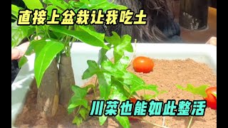 让我吃土？川菜也能如此整活？