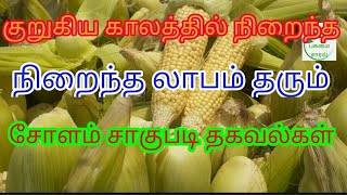 சோளம் சாகுபடி குறித்த தகவல்கள்