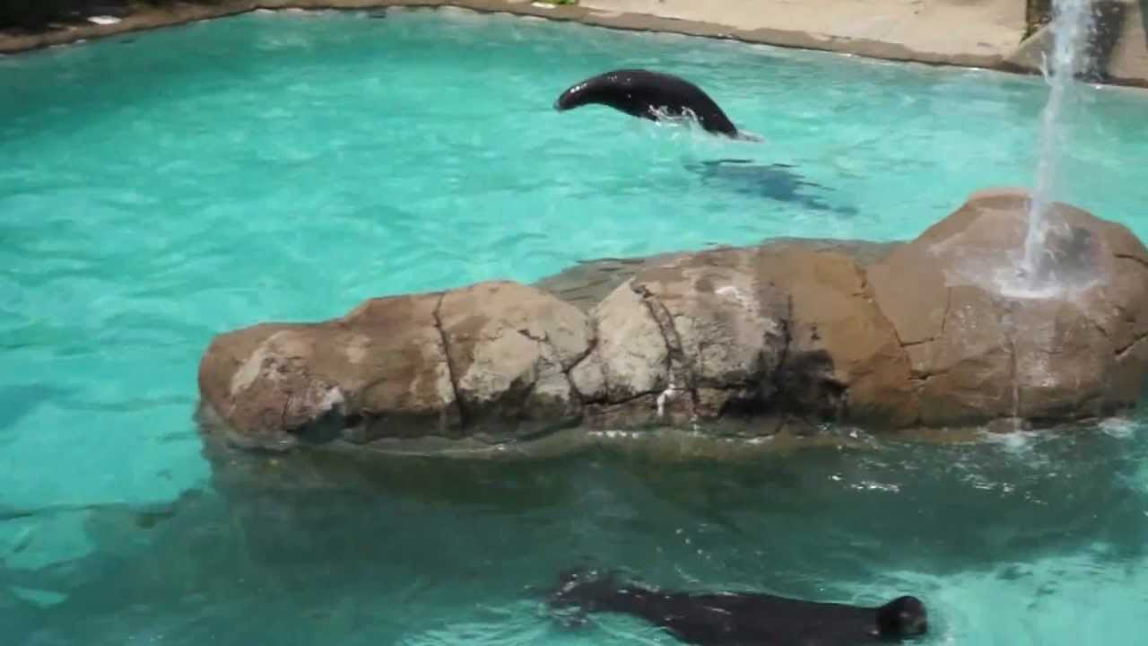 Seals Doing Tricks At The Pittsburgh Zoo And PPG Aquarium - YouTube