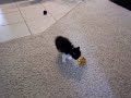 crazy kitten scared cat tries to intimidate the ball