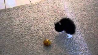 Crazy Kitten - Scared Cat Tries to Intimidate the Ball