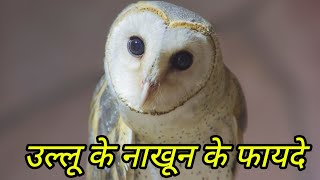 ullu ke nakhun ke fayde