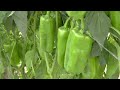 hechos del agro la cosecha de chile verde