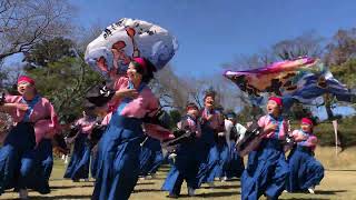 【4K】明海よさこい連★SAKURAよさこい奏蘭/佐倉城公園本丸跡/2023.03.19/iPhone