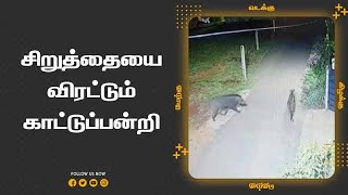 சிறுத்தையை விரட்டும் காட்டுப்பன்றி