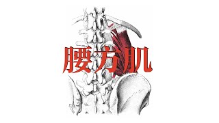 腰方肌 Quadratus Lumborum Muscle