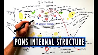 Pons | Cross section | Internal structure - Neuroanatomy Tutorial