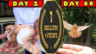 How to Hand Tame Pigeon Baby | Pigeon Hand Tame Challenge | DAY 1 to 60 Pigeon Care