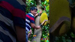 ഓസ്‌ട്രേലിയിൽ ചക്ക വിറ്റ് ജീവിക്കാമോ 😛 #jackfruit #australia #jacktree #jackpicking #shijugeorge