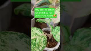 FROZEN AGLAONEMA #youtubeshorts #yt #ytshorts #plantlover #garden #plants