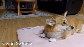 母さんの座布団でくつろぐコーギー / Corgi relaxing on mom's cushion