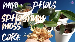 How to care for Mini Phalaenopsis in sphagnum moss | Roots don't rot in compact sphagnum moss