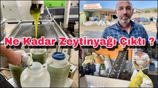 1 Ton 345 Kilo Zeytinden Bakın Kaç Kilo Zeytinyağı Çıktı ? Osmaniye Sumbas