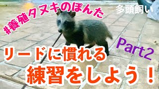 [おしゃれな 多頭飼い] #養殖タヌキのぽんた リードに慣れる練習をする！ Part2  cultured raccoon practice getting comfortable dog leash