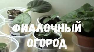 фиалочный огород