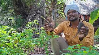 அந்தி மந்தாரை கிழங்கு #seed_traval #seed_share #salai_Arun